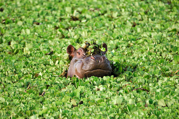 Wildlife, Wilderness, and the African Bond with Nature
