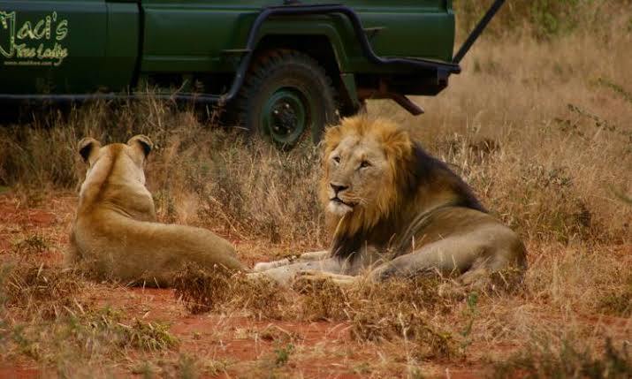 Wildlife Conservation in the 21st Century: Balancing Nature, Tourism, and Community