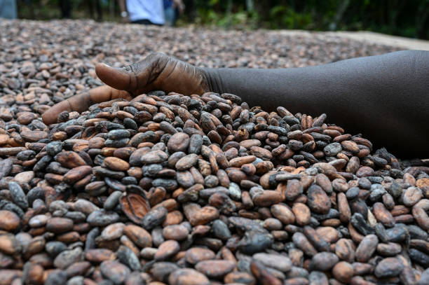 Bitter Harvest: Why West Africa’s Cocoa Output Is Falling