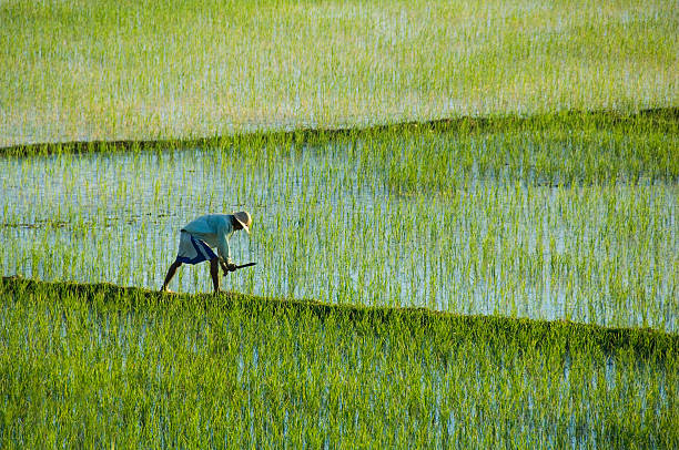 When the Earth Listens: Rice, Resilience, and the Quiet Revolution Of Land and Expectation