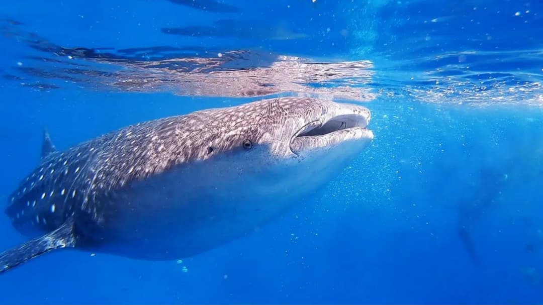 The 10 Biggest Animals in the Ocean and Why They Are So Large