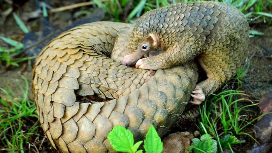 Nigeria’s Wildlife Seizures Are Rising — But One Signature Still Stands in the Way