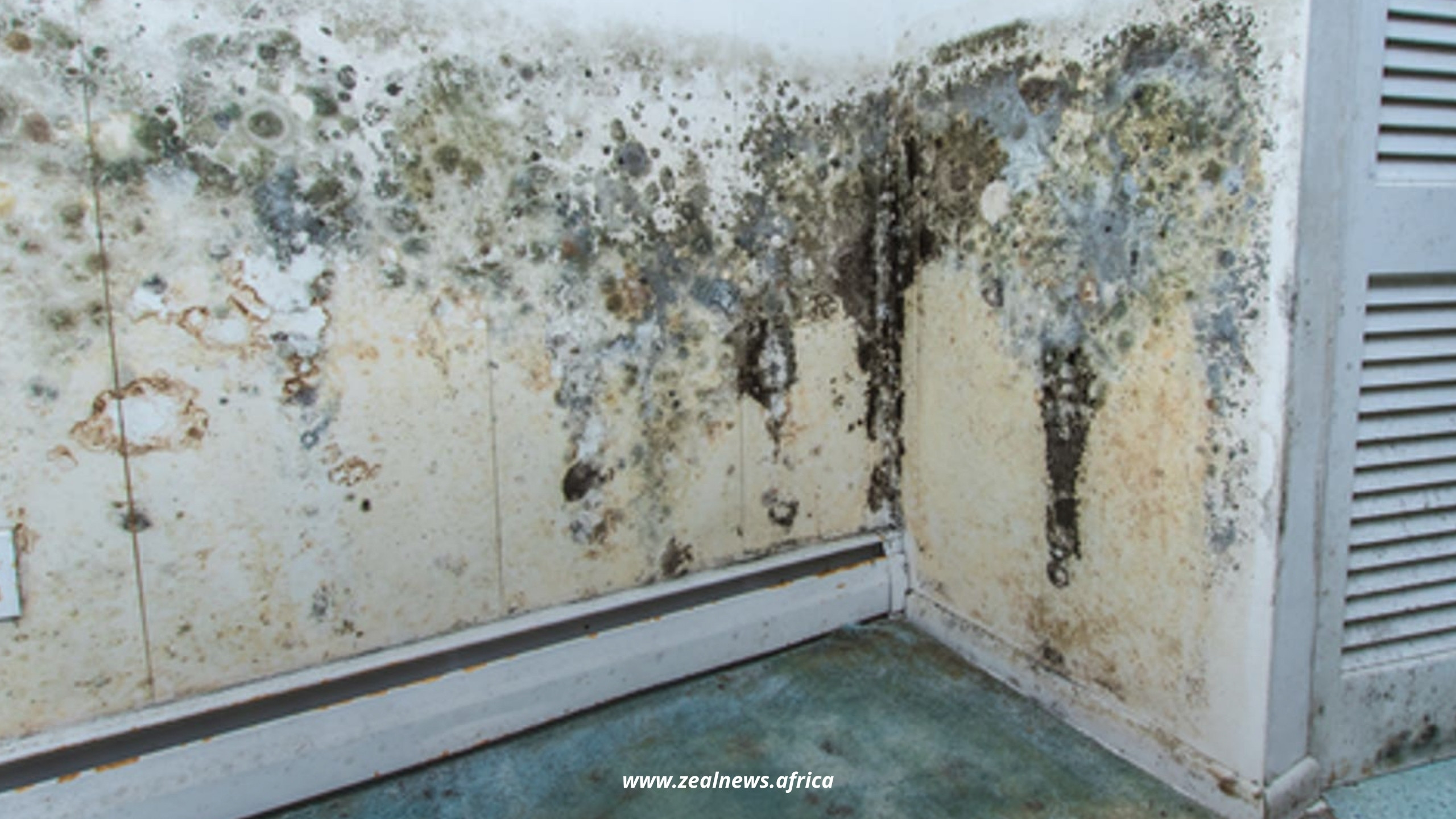 Mold Exposure Symptoms: How Mold Can Mimic Anxiety, ADHD, and Chronic Fatigue 