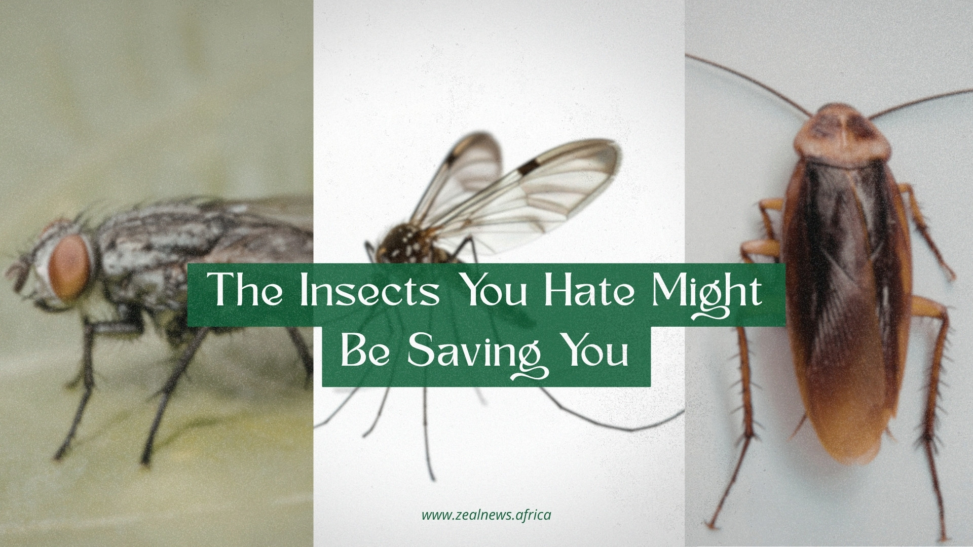 We Want Cockroaches, Flies, and Mosquitoes Gone, But Can the World Survive Without Them?