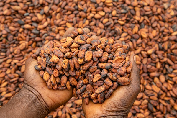 Ghana's Cocoa Revolution: Government Unveils Sweeping Reforms and New Fair Prices for Farmers
