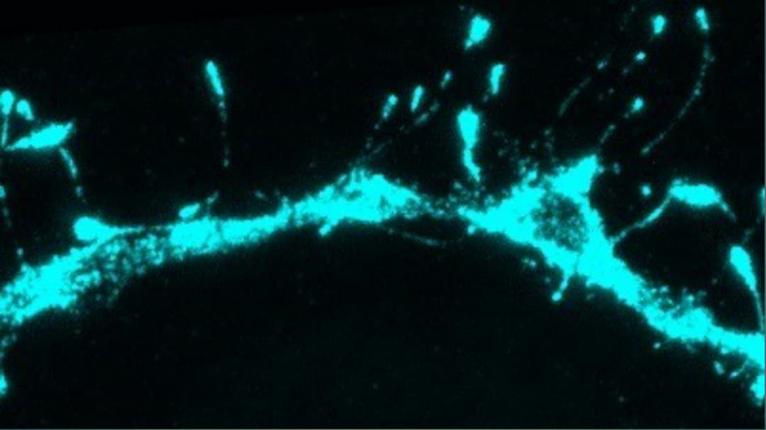 Your Brain Is Hiding a Secret Memory System (It's Pretty Mind-Blowing)