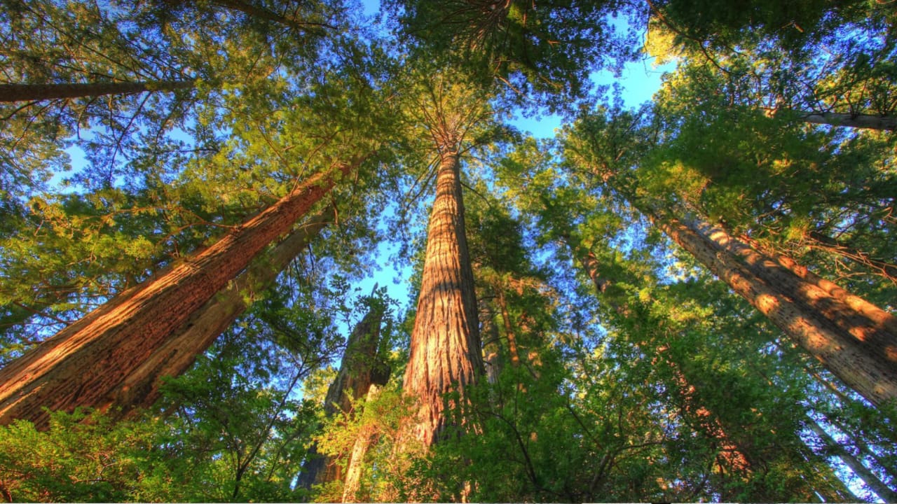 Forest Conservation: How Trees Help Fight Climate Change
