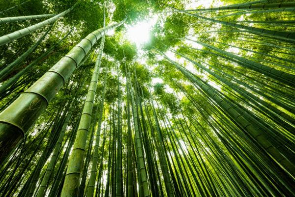 ZEAL MONDAY RESET:The Bamboo Lesson — Why Your Growth Takes Time