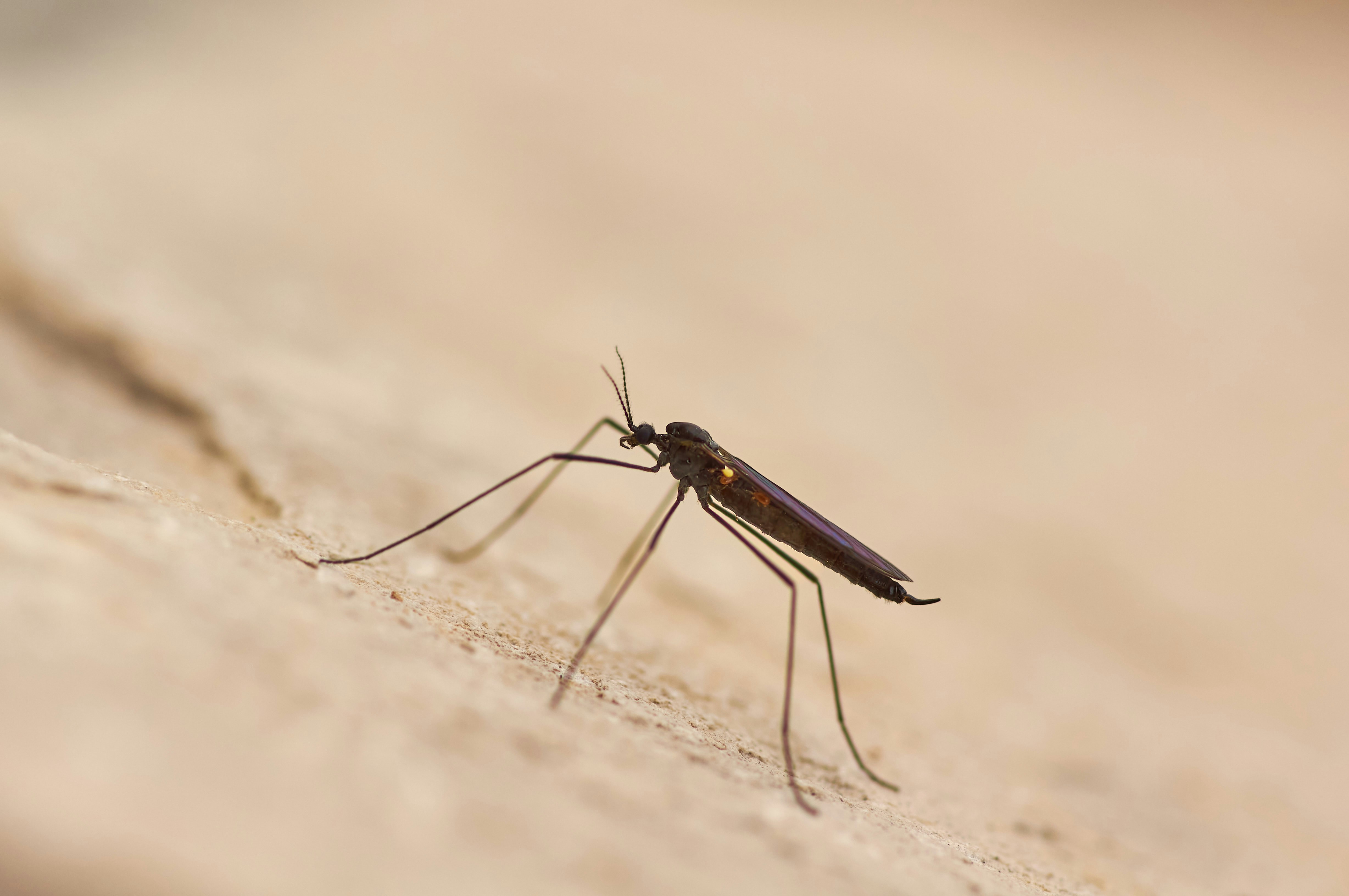 Cape Verde: The African Nation That Defeated Malaria