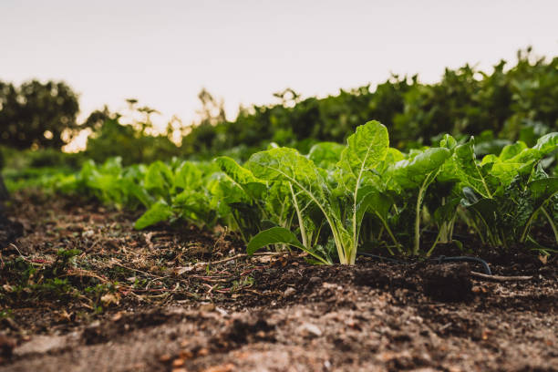 Seeds of Control: GMO, Africa’s New Dependency, and the Quiet War on Indigenous Farming
