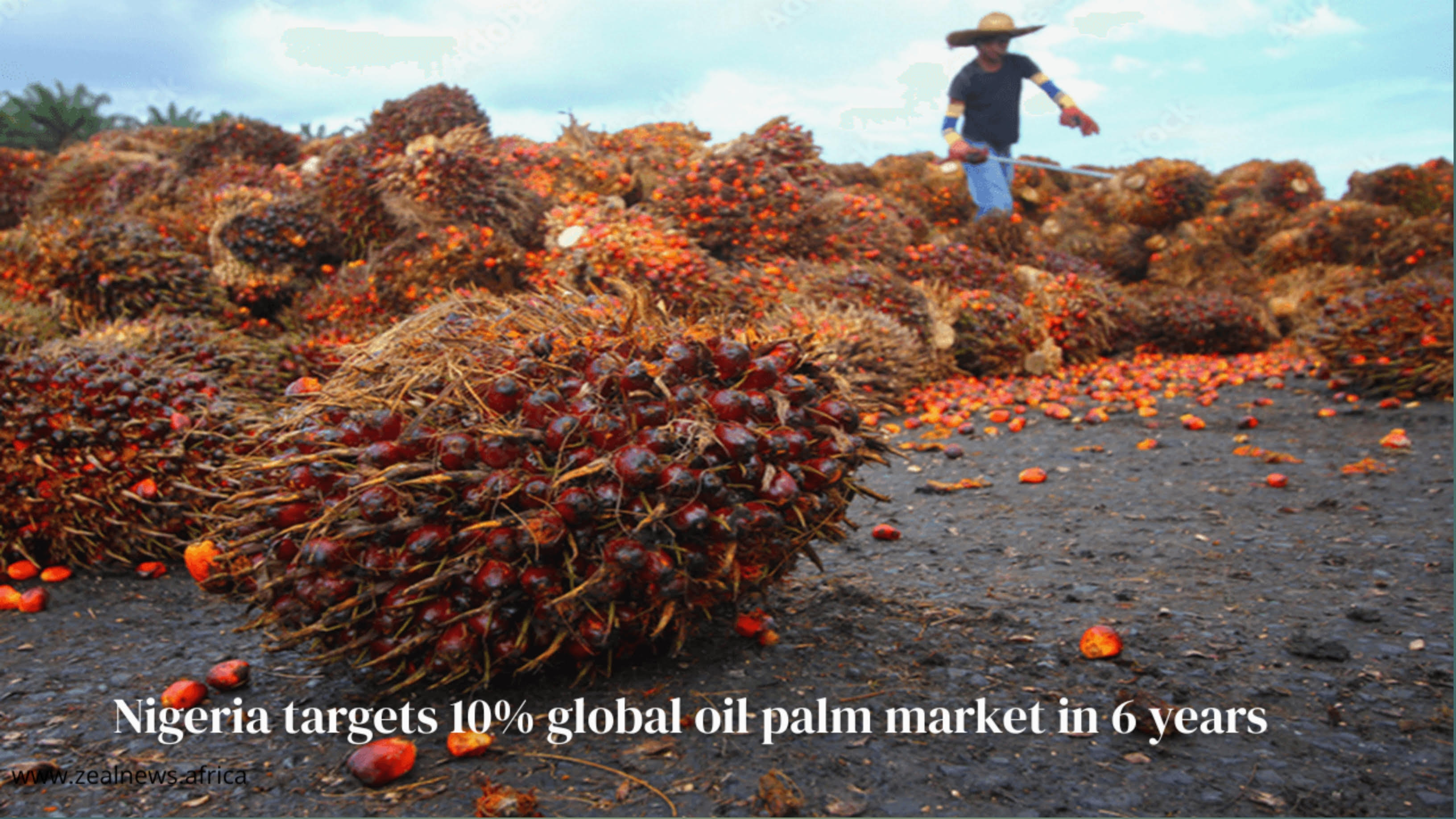 Nigeria's Oil Palm Industry Is Waking Up — and the Stakes Could Not Be Higher