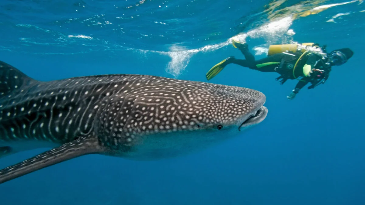 The Beauty of Whale Shark Diving in Mozambique