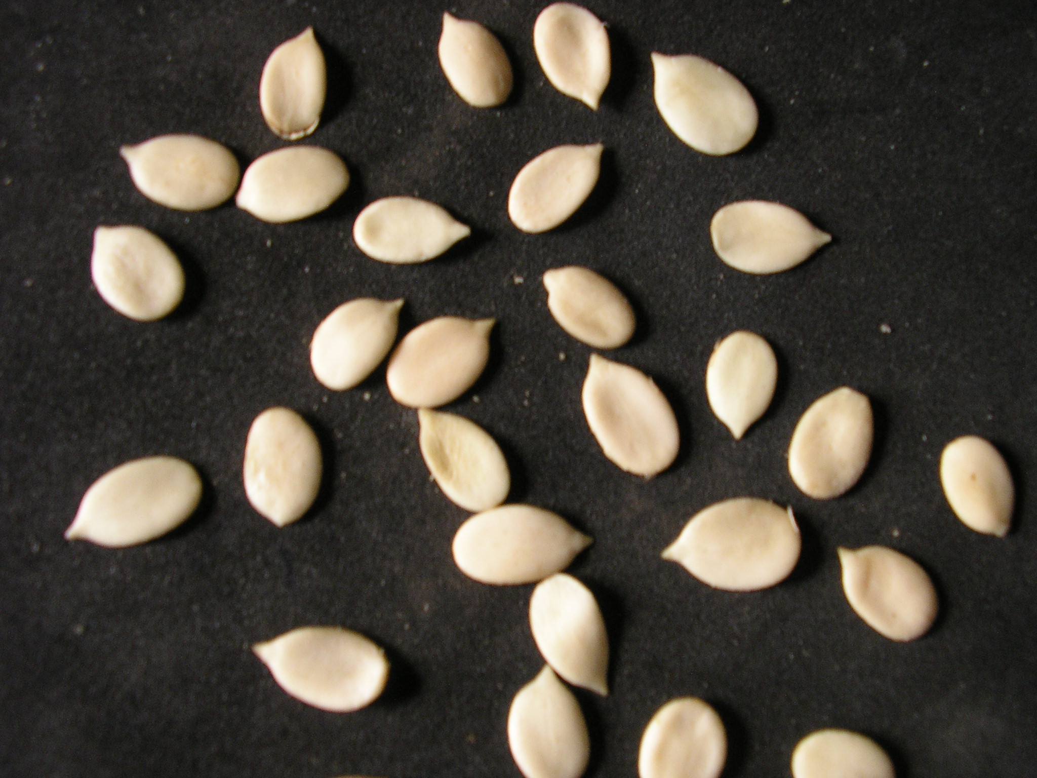 Egusi in Orbit: How a Nigerian Seed is Helping Scientists Plan for Food in Space.