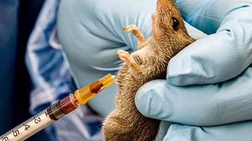 The Return of Lassa Fever in 2026: A Growing Public Health Concern